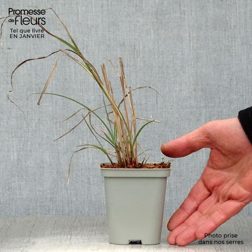 Exemplar von Chinaschilf Adagio - Miscanthus sinensis Kleine Töpfe von 8/9 cm wie im Winter geliefert