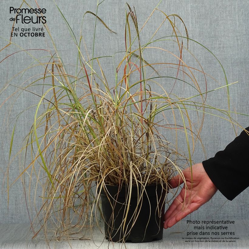Exemplar von Chinaschilf Adagio - Miscanthus sinensis Topf mit 2L/3L wie im Herbst geliefert