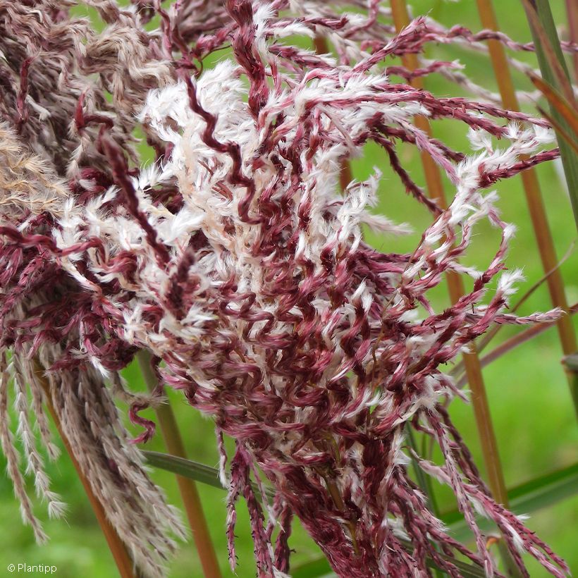 Chinaschilf Boucle - Miscanthus sinensis (Blüte)