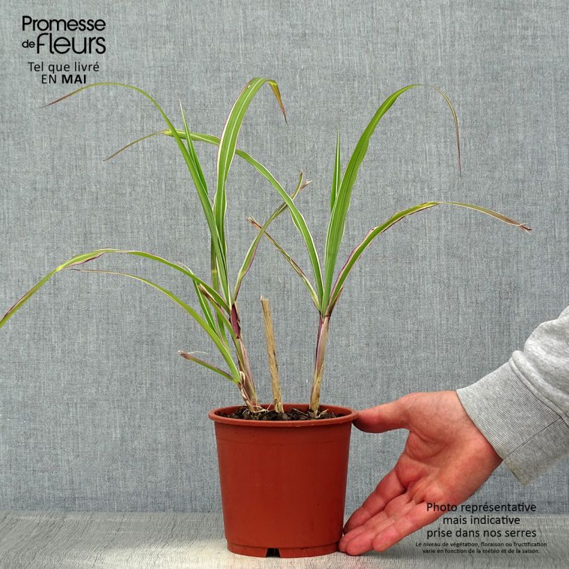 Exemplar von Chinaschilf var. condensatus Cosmopolitan - Miscanthus sinensis Topf mit 1L/1,5L wie im Frühjahr geliefert
