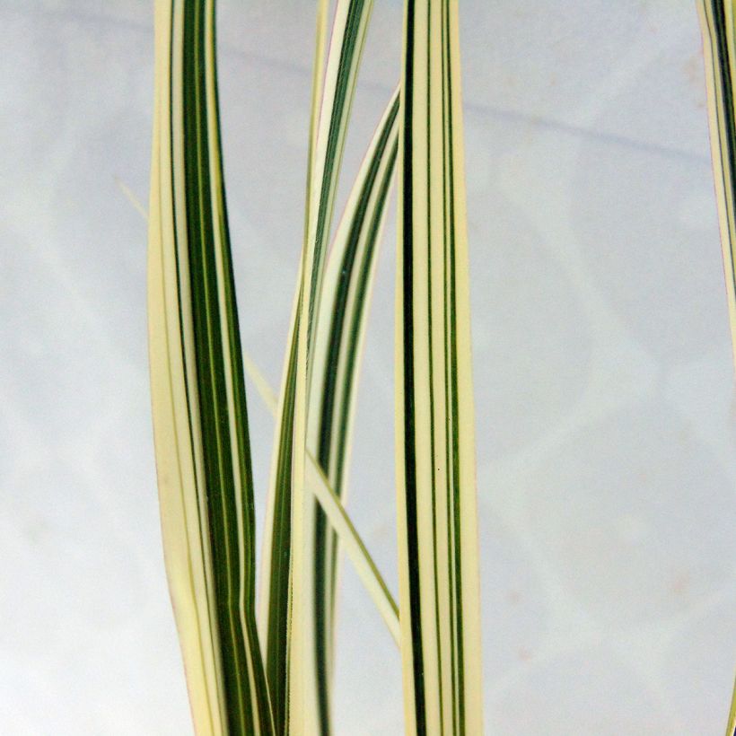Chinaschilf var. condensatus Cosmopolitan - Miscanthus sinensis (Laub)