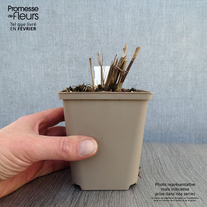 Exemplar von Chinaschilf Dronning Ingrid - Miscanthus sinensis Kleine Töpfe von 8/9 cm wie im Winter geliefert