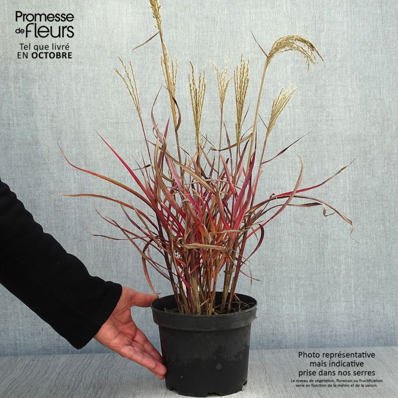 Exemplar von Chinaschilf Dronning Ingrid - Miscanthus sinensis Topf mit 1,5L/2L wie im Herbst geliefert