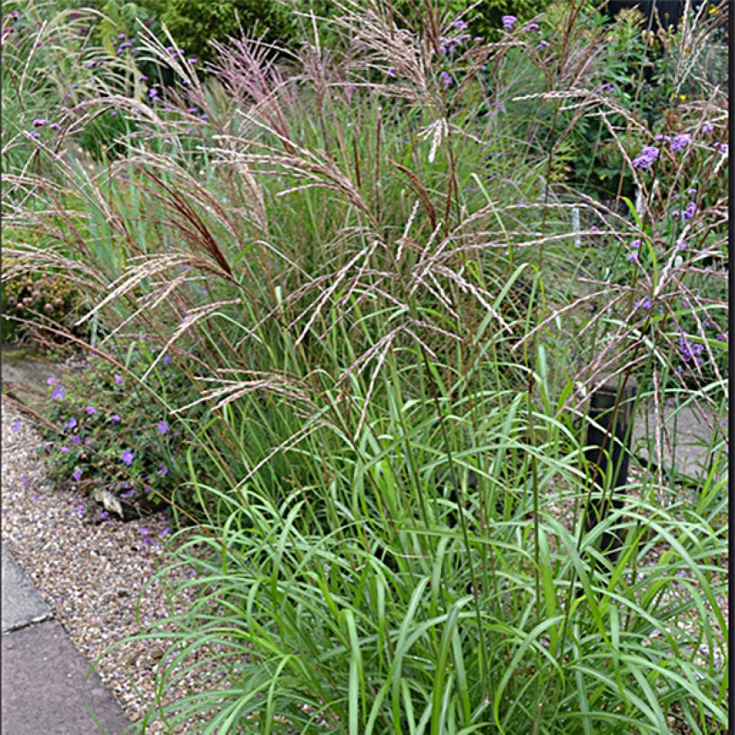 Chinaschilf Emmanuel Lepage - Miscanthus sinensis (Hafen)