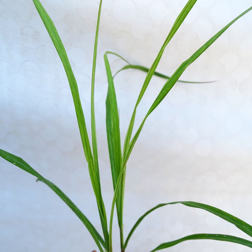 Chinaschilf Emmanuel Lepage - Miscanthus sinensis (Laub)