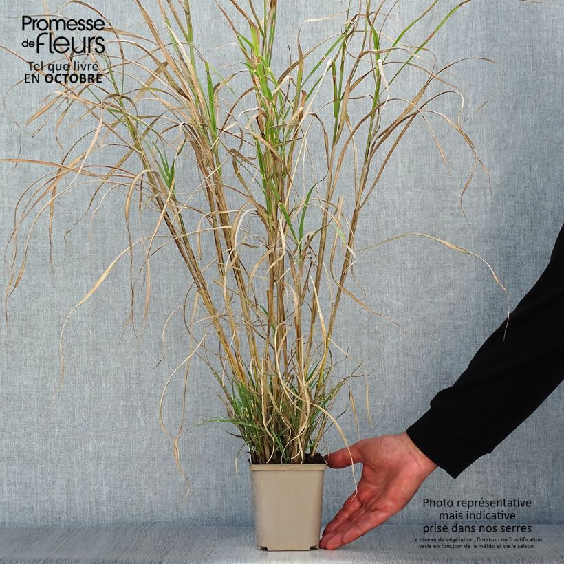 Exemplar von Chinaschilf Etincelle - Miscanthus sinensis Kleine Töpfe von 8/9 cm wie im Herbst geliefert