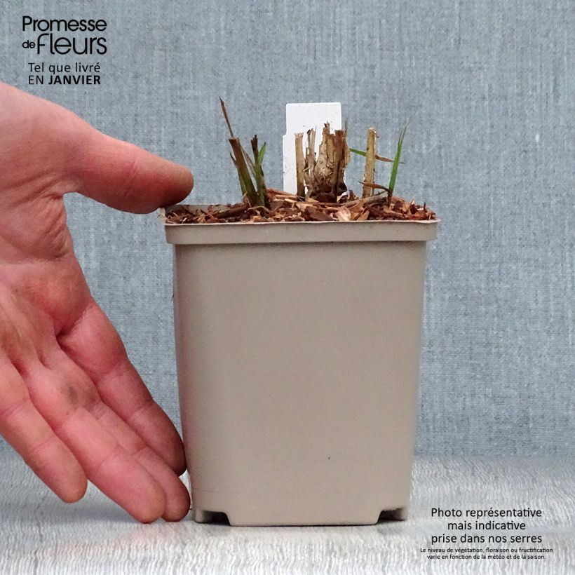 Exemplar von Chinaschilf Flamingo - Miscanthus sinensis Kleine Töpfe von 8/9 cm wie im Winter geliefert