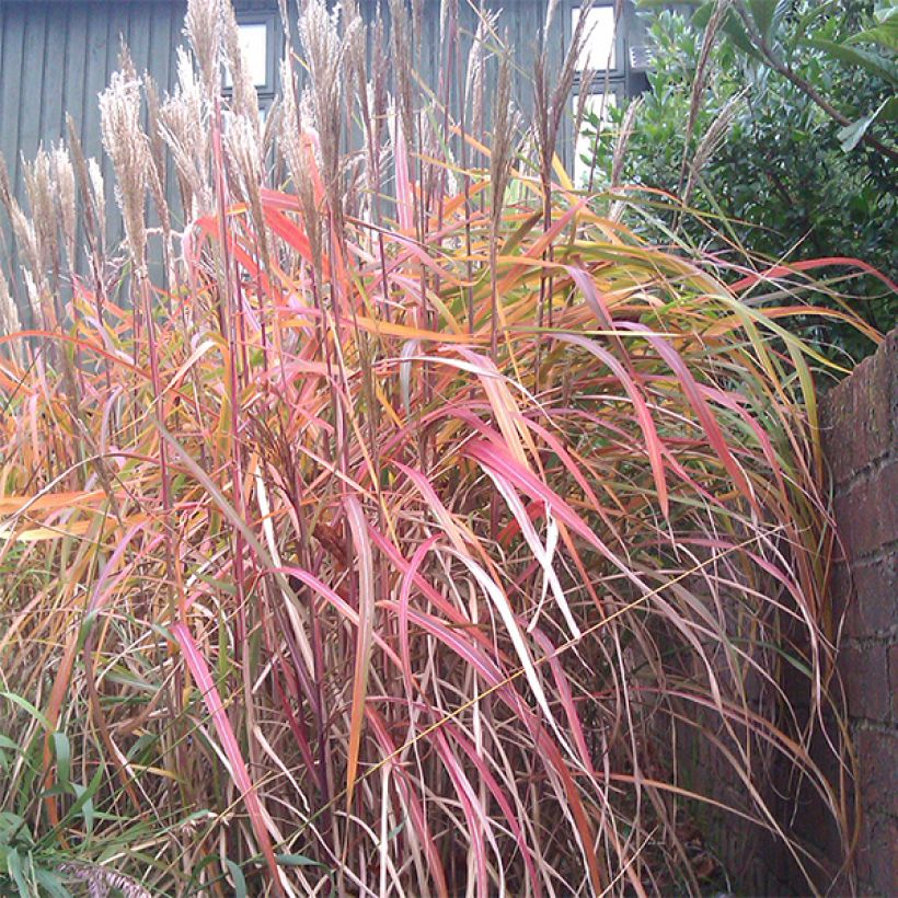 Chinaschilf Ghana - Miscanthus sinensis (Hafen)