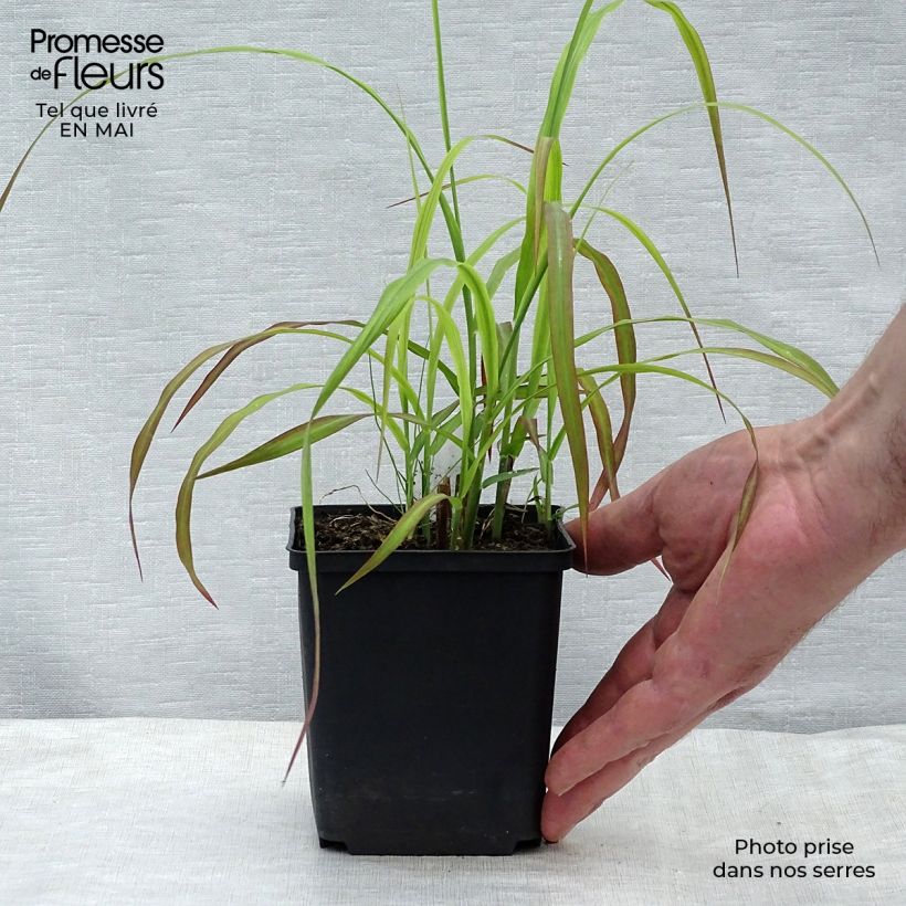 Exemplar von Chinaschilf Ghana - Miscanthus sinensis Kleine Töpfe von 8/9 cm wie im Frühjahr geliefert