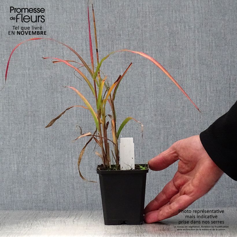 Exemplar von Chinaschilf Ghana - Miscanthus sinensis Kleine Töpfe von 8/9 cm wie im Herbst geliefert