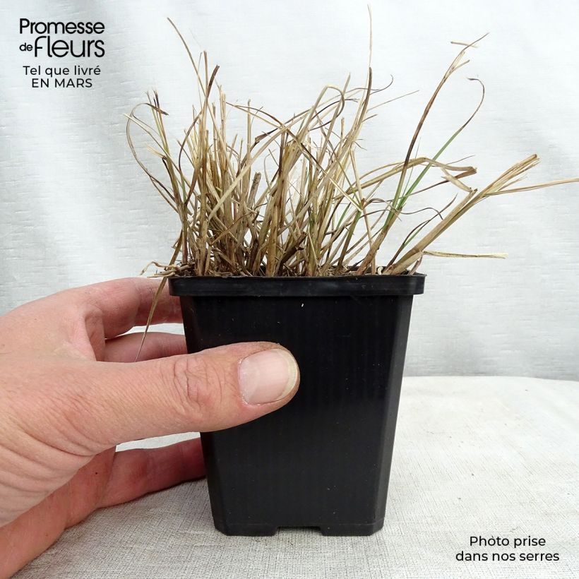 Exemplar von Chinaschilf Gnom - Miscanthus sinensis Kleine Töpfe von 8/9 cm wie im Frühjahr geliefert