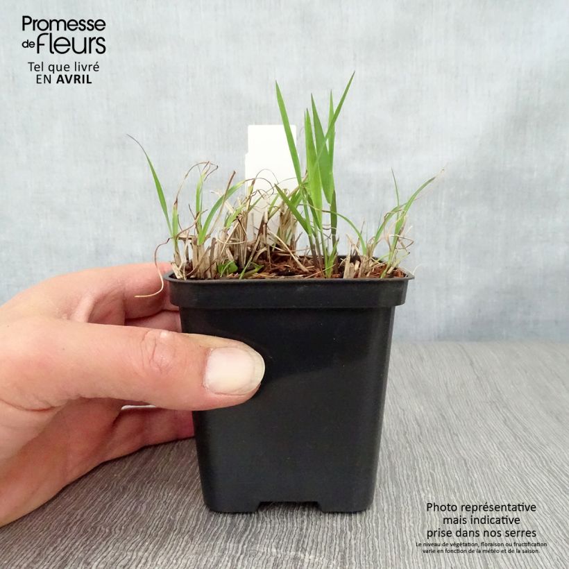 Exemplar von Chinaschilf Gold Bar - Miscanthus sinensis Kleine Töpfe von 8/9 cm wie im Frühjahr geliefert
