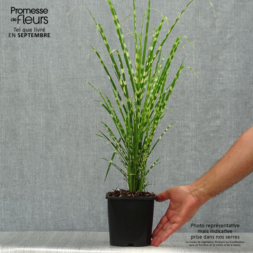 Exemplar von Chinaschilf Gold Bar - Miscanthus sinensis Topf mit 2L/3L wie im Herbst geliefert