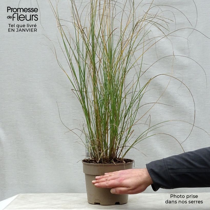 Exemplar von Chinaschilf Gracillimus - Miscanthus sinensis Topf mit 2L/3L wie im Winter geliefert