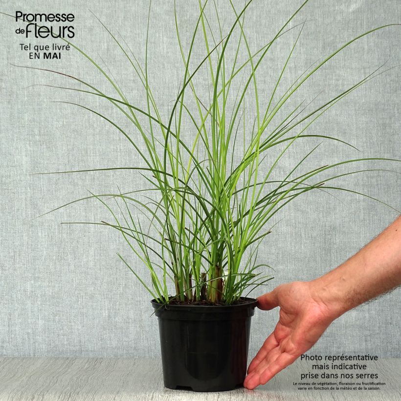 Exemplar von Chinaschilf Gracillimus - Miscanthus sinensis Topf mit 2L/3L wie im Frühjahr geliefert