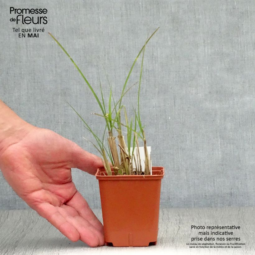 Exemplar von Chinaschilf Graziella - Miscanthus sinensis Kleine Töpfe von 8/9 cm wie im Frühjahr geliefert