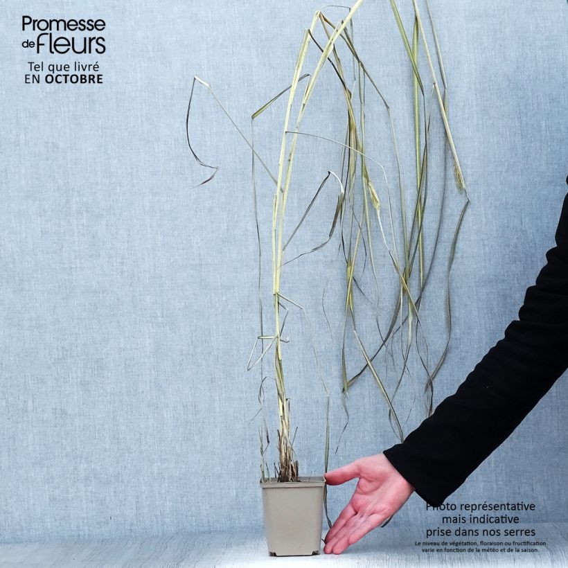 Exemplar von Chinaschilf Kaskade - Miscanthus sinensis Kleine Töpfe von 8/9 cm wie im Herbst geliefert