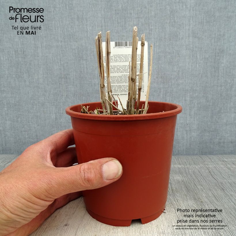 Exemplar von Chinaschilf Kaskade - Miscanthus sinensis Topf mit 1L/1,5L wie im Frühjahr geliefert