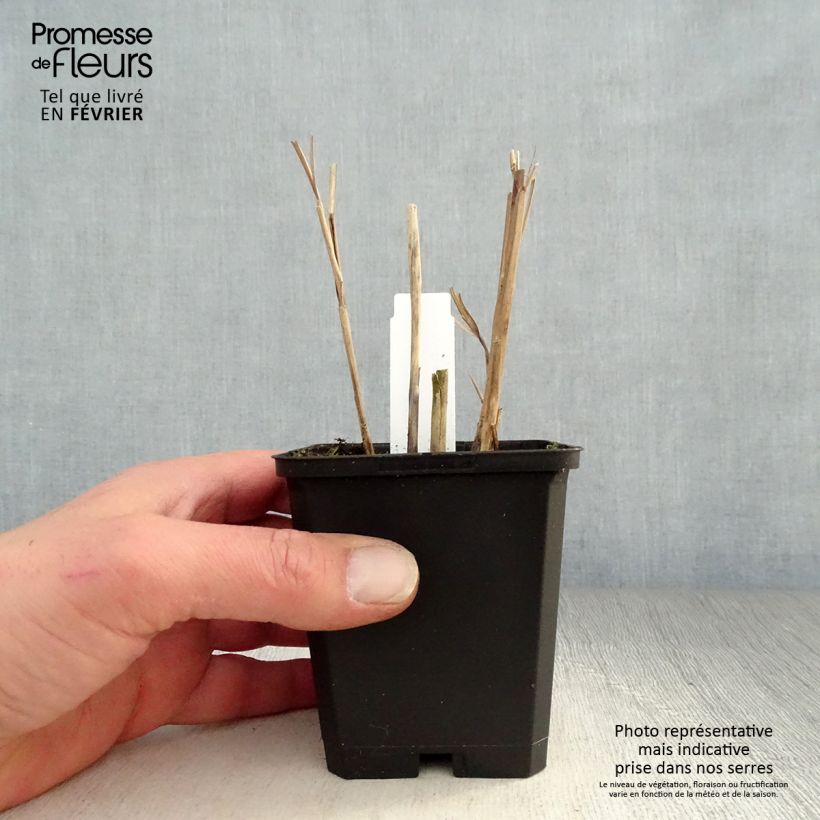 Exemplar von Chinaschilf Kleine Fontäne - Miscanthus sinensis Kleine Töpfe von 8/9 cm wie im Winter geliefert