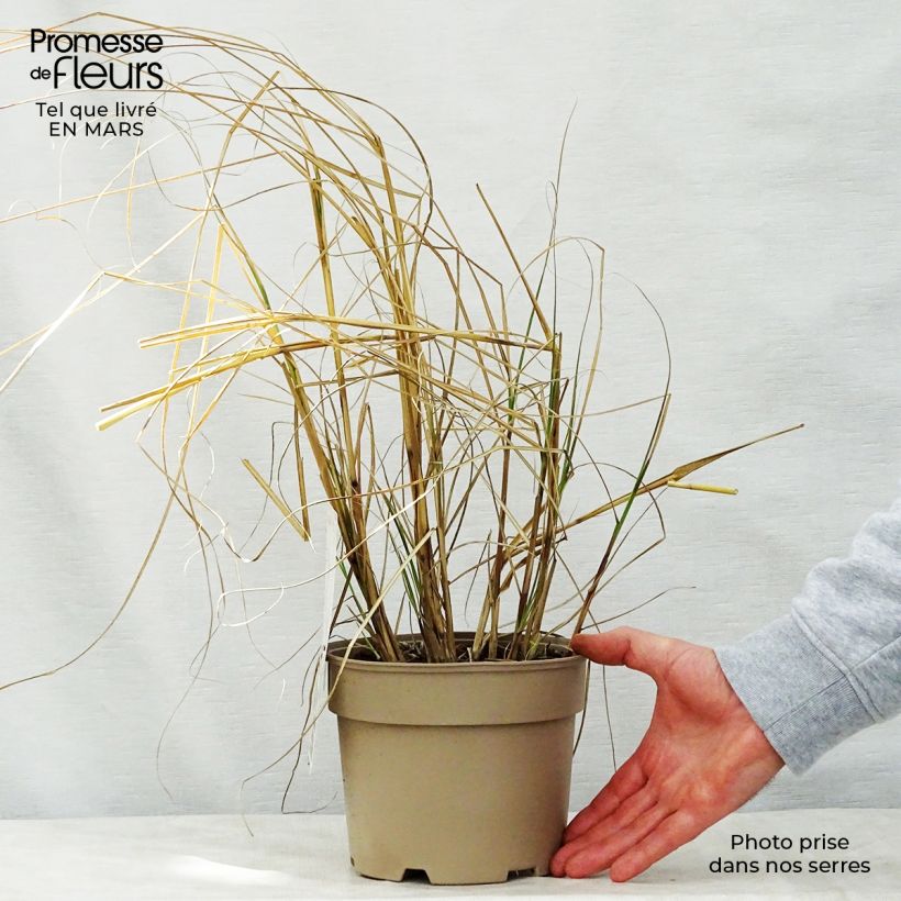 Exemplar von Chinaschilf Kleine Silberspinne - Miscanthus sinensis Topf mit 4L/5L wie im Frühjahr geliefert