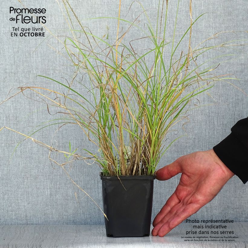 Exemplar von Chinaschilf Kleine Silberspinne - Miscanthus sinensis Kleine Töpfe von 8/9 cm wie im Herbst geliefert