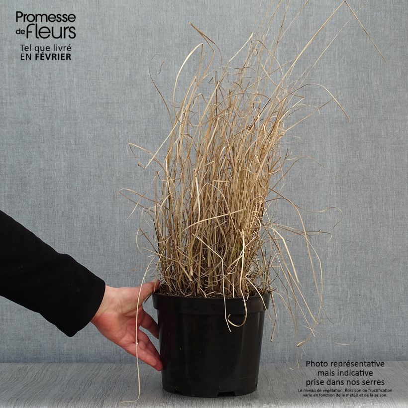 Exemplar von Chinaschilf Morning Light - Miscanthus sinensis Topf mit 7,5L/10L wie im Winter geliefert