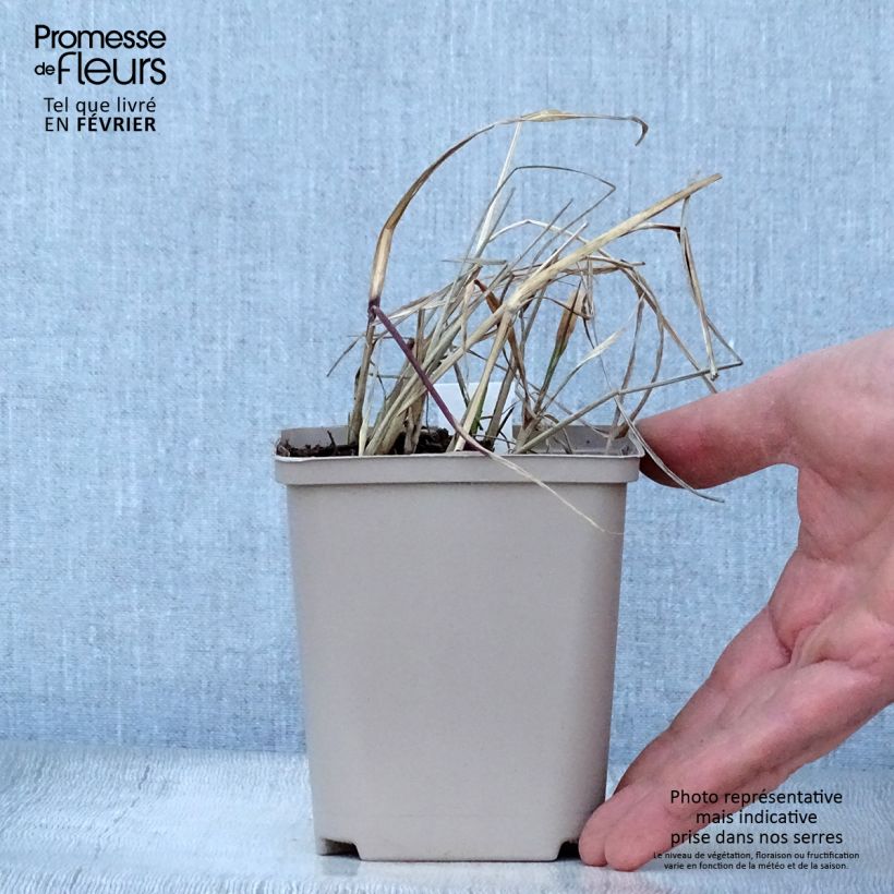 Exemplar von Chinaschilf Nippon - Miscanthus sinensis Kleine Töpfe von 8/9 cm wie im Winter geliefert