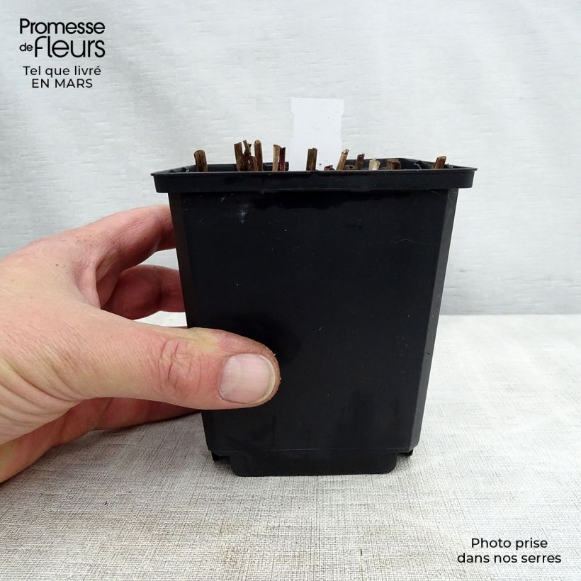 Exemplar von Chinaschilf Nippon - Miscanthus sinensis Kleine Töpfe von 8/9 cm wie im Frühjahr geliefert