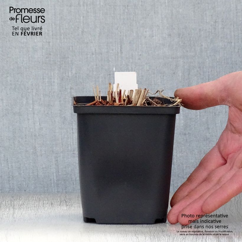 Exemplar von Chinaschilf Purple Fall - Miscanthus sinensis Kleine Töpfe von 8/9 cm wie im Winter geliefert