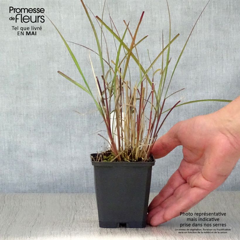 Exemplar von Chinaschilf Purple Fall - Miscanthus sinensis Kleine Töpfe von 8/9 cm wie im Frühjahr geliefert