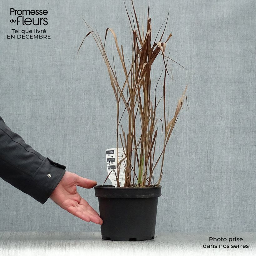 Exemplar von Chinaschilf Purpurascens - Miscanthus sinensis Topf mit 2L/3L wie im Winter geliefert