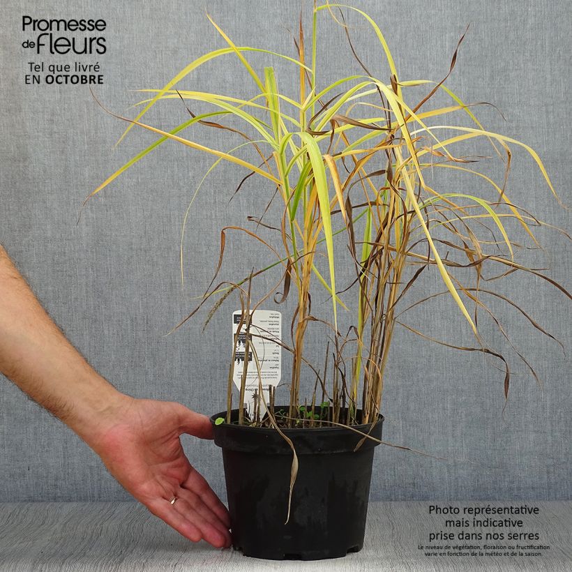 Exemplar von Chinaschilf Purpurascens - Miscanthus sinensis Topf mit 2L/3L wie im Herbst geliefert