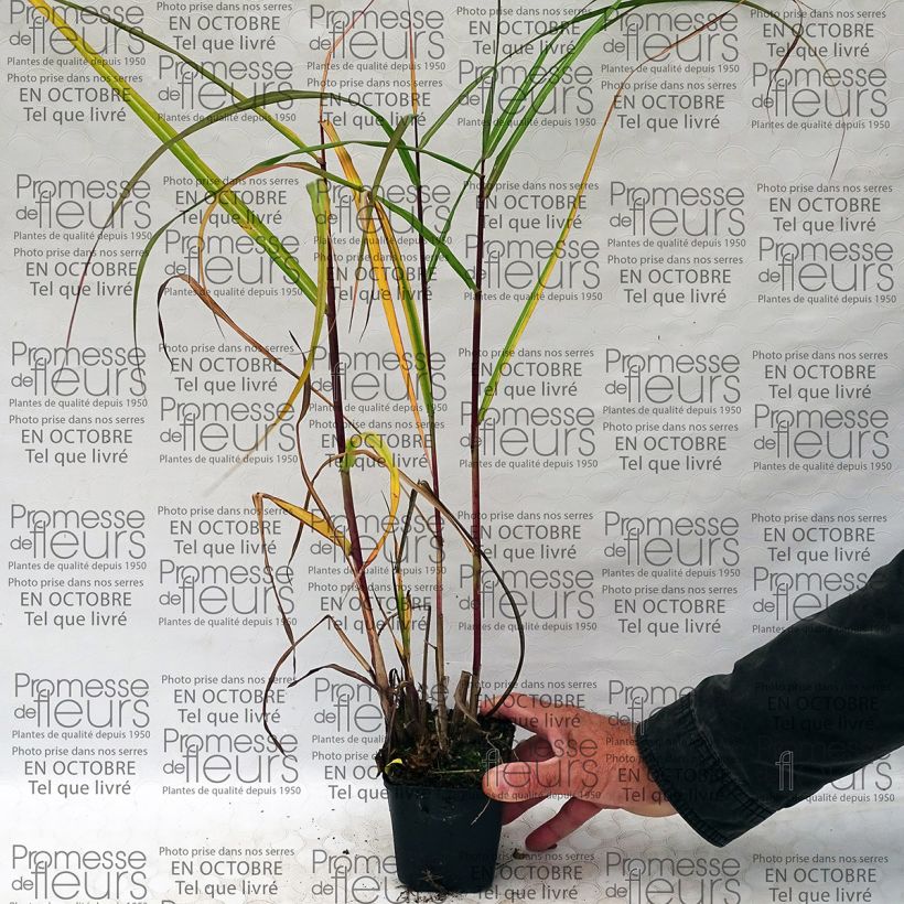 Beispiel eines Exemplars von Chinaschilf Roland - Miscanthus sinensis Kleine Töpfe von 8/9 cm wie geliefert