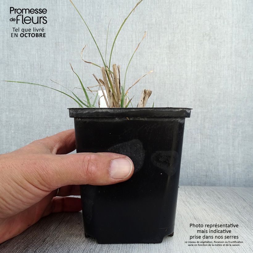 Exemplar von Chinaschilf Rotsilber - Miscanthus sinensis Kleine Töpfe von 8/9 cm wie im Herbst geliefert