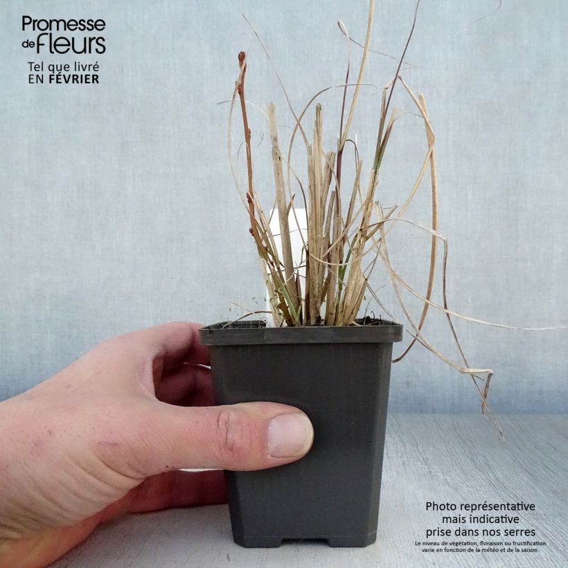 Exemplar von Chinaschilf Sarabande - Miscanthus sinensis Kleine Töpfe von 8/9 cm wie im Winter geliefert