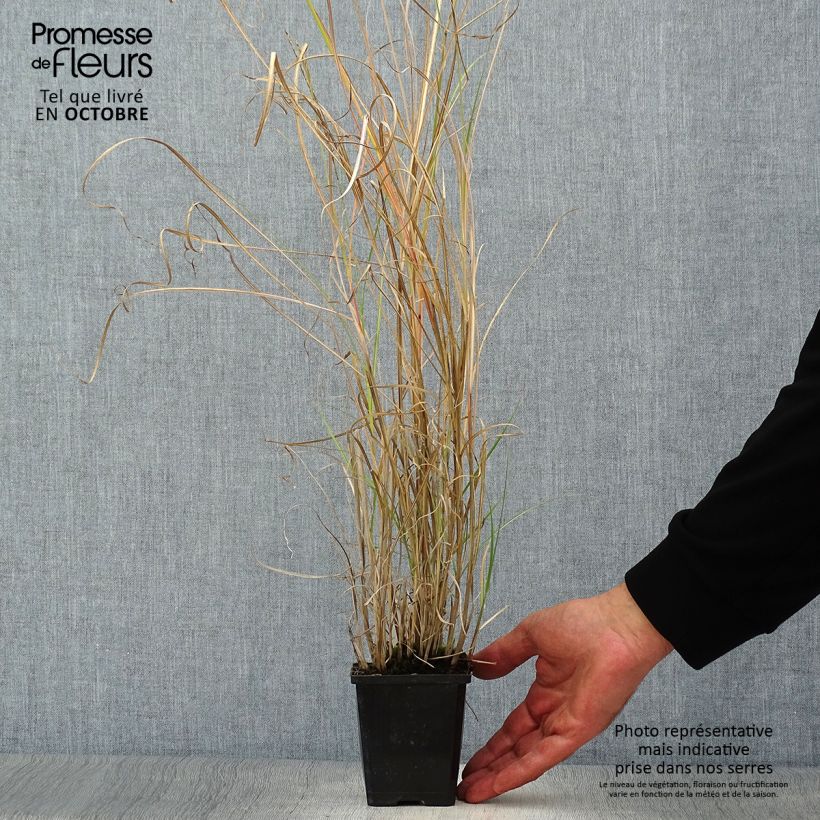 Exemplar von Chinaschilf Silberspinne - Miscanthus sinensis Kleine Töpfe von 8/9 cm wie im Herbst geliefert