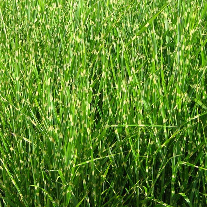 Chinaschilf Strictus - Miscanthus sinensis (Hafen)