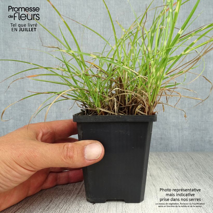 Exemplar von Chinaschilf Strictus Dwarf - Miscanthus sinensis Kleine Töpfe von 8/9 cm wie im Sommer geliefert