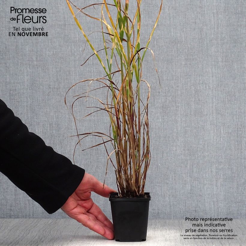 Exemplar von Chinaschilf Strictus - Miscanthus sinensis Kleine Töpfe von 8/9 cm wie im Herbst geliefert