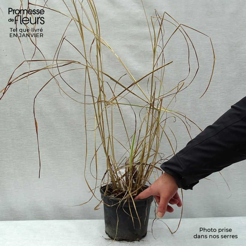 Exemplar von Chinaschilf Variegatus - Miscanthus sinensis Topf mit 2L/3L wie im Winter geliefert