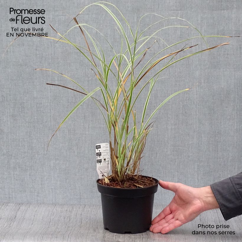 Exemplar von Chinaschilf Variegatus - Miscanthus sinensis Topf mit 2L/3L wie im Herbst geliefert