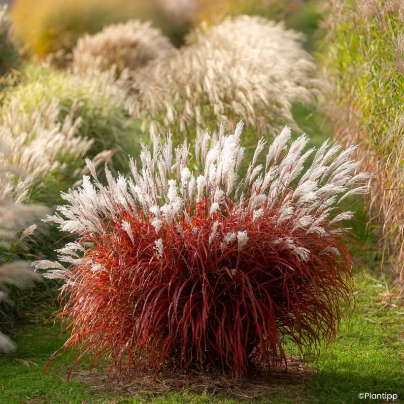 Chinaschilf Lady in Red - Miscanthus sinensis (Wuchs)