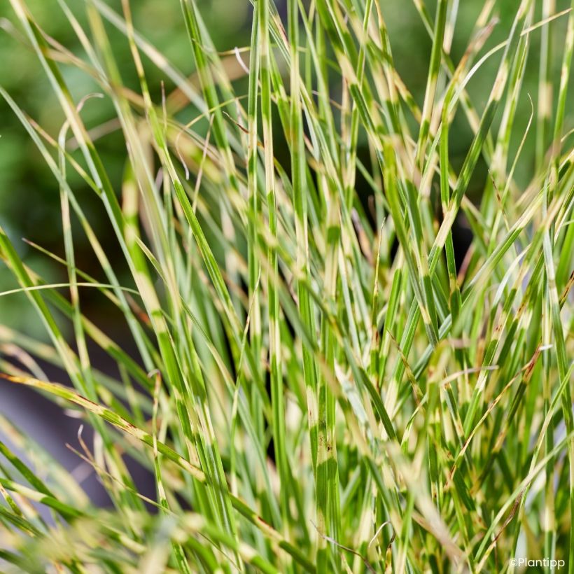 Chinaschilf Little Tiger - Miscanthus sinensis (Laub)