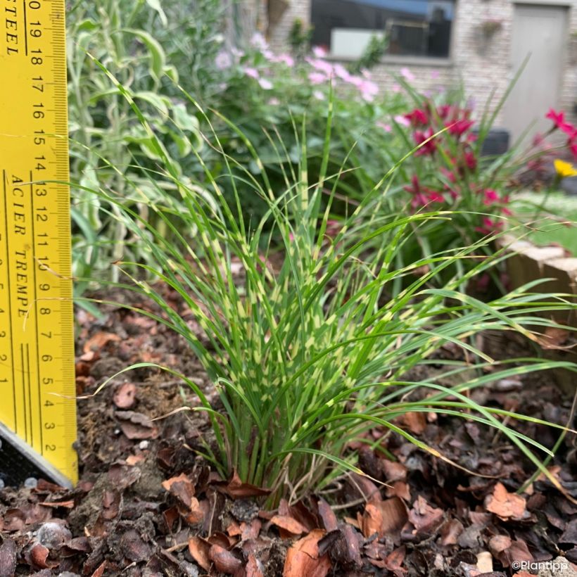 Chinaschilf Little Tiger - Miscanthus sinensis (Wuchs)