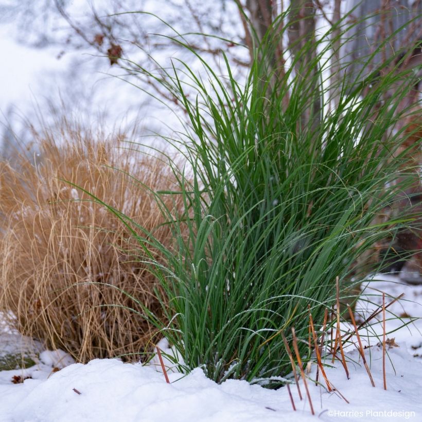 Chinaschilf Miscanvert - Miscanthus sinensis (Laub)