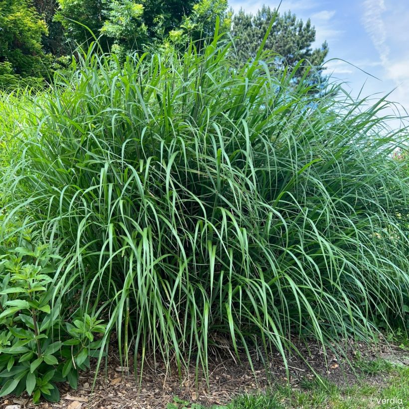 Chinaschilf Miscanvert - Miscanthus sinensis (Wuchs)