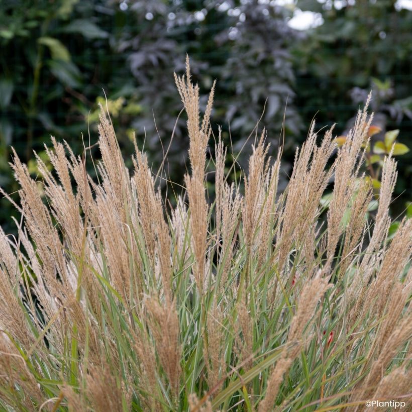 Chinaschilf Missmini - Miscanthus sinensis (Blüte)