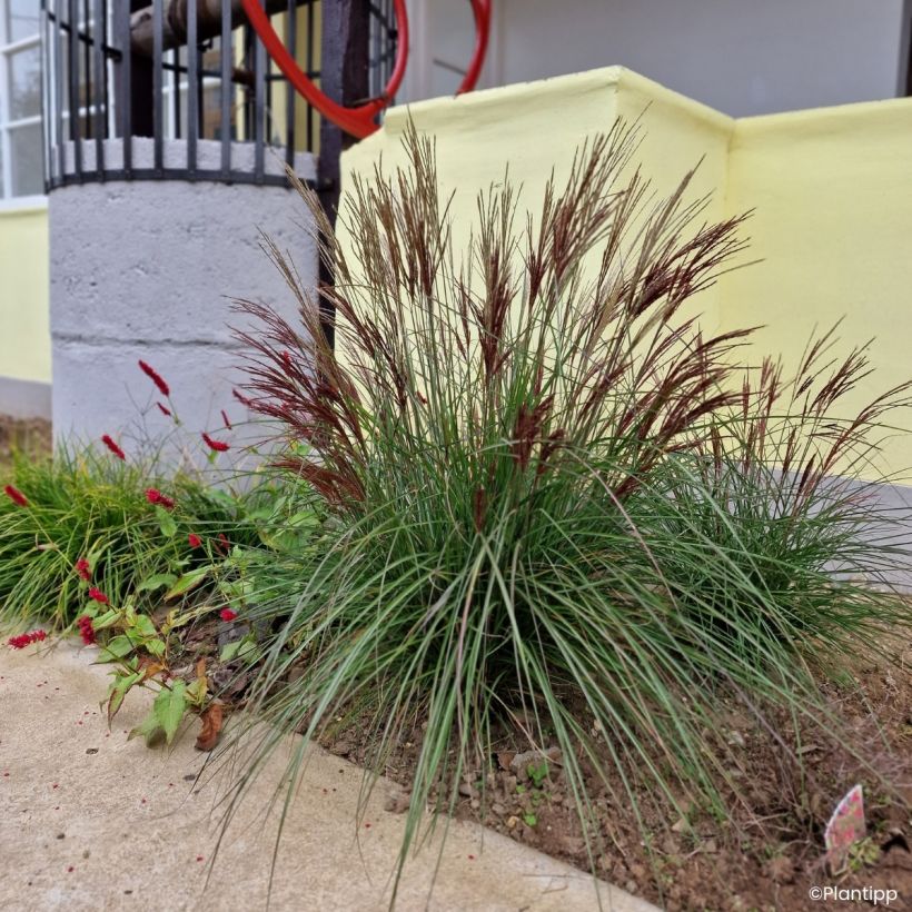 Chinaschilf Missmini - Miscanthus sinensis (Wuchs)