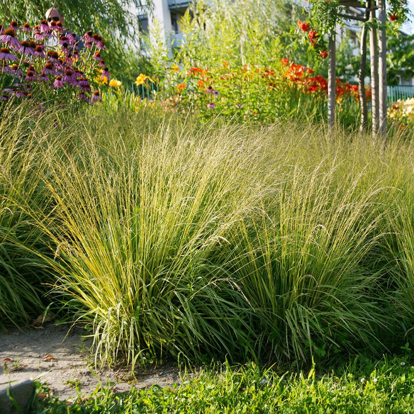 Molinia caerulea Heidezwerg - Blaue Pfeifengras (Hafen)