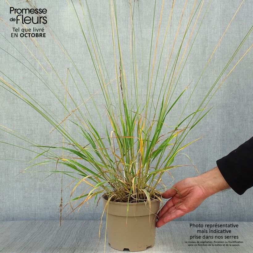 Exemplar von Molinia caerulea Moorhexe - Blaue Pfeifengras Topf mit 2L/3L wie im Herbst geliefert